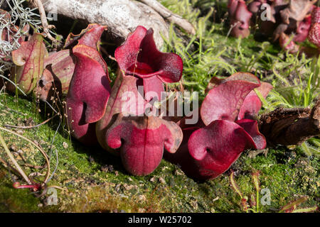 Plante carnivore - Royal Botanic Garden, Sydney, Australie Mai 28th, 2019 Banque D'Images