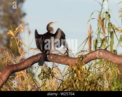 Australasian Darter 12 juin 2019 Centennial Park à Sydney, Australie Banque D'Images