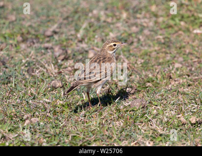 Australasian Sprague June 3rd, 2019 Bongil Bongil National Park, Australie Banque D'Images