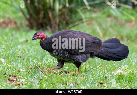 Torquéole Turquie Juin 1st, 2019 Parc national de Dorrigo, Australie Banque D'Images