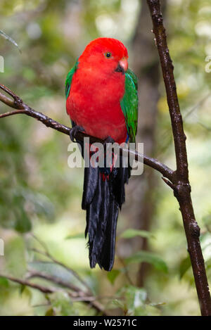 Australian King parrot-Juin 9th, 2019 Rainforest Canopy Treehouse, près de Tarzali, Australie Banque D'Images