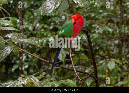 Australian King parrot-Juin 9th, 2019 Rainforest Canopy Treehouse, près de Tarzali, Australie Banque D'Images