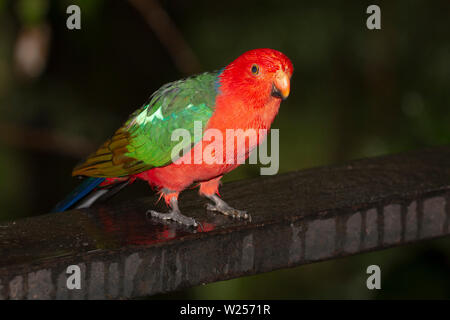 Australian King parrot-Juin 9th, 2019 Rainforest Canopy Treehouse, près de Tarzali, Australie Banque D'Images