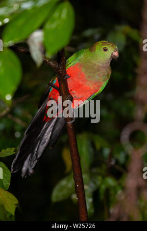 Australian King parrot-Juin 9th, 2019 cabanes de forêt vierge, près de Tarzali, Australie Banque D'Images