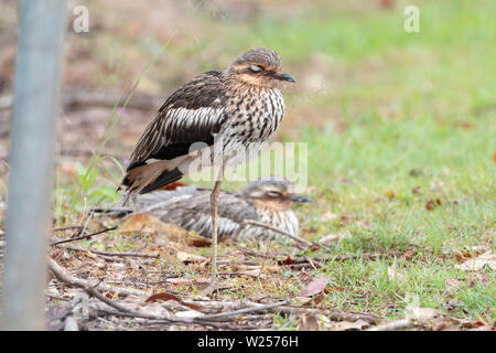 Bush Stone-curlew June 8th, 2019 près de Port Douglas, Australie Banque D'Images