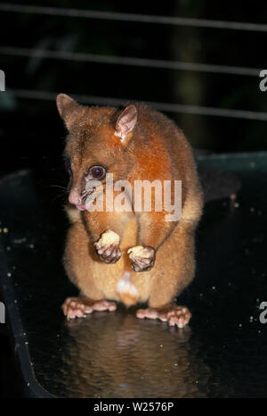 Copppery Brushtail Possum June 10th, 2019 près de Tarzali Treehouses couvert, de l'Australie Banque D'Images