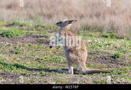 Kangourou gris de l'Est Juin 3rd, 2019 Bongil Bongil National Park, Australie Banque D'Images