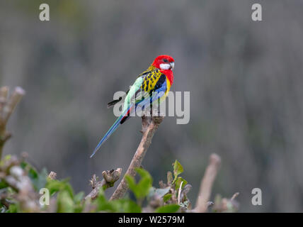 Eastern Rosella Juin 1st, 2019 Terre promise en retraite près de Bellingen, Australie Banque D'Images