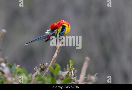 Eastern Rosella Juin 1st, 2019 Terre promise en retraite près de Bellingen, Australie Banque D'Images