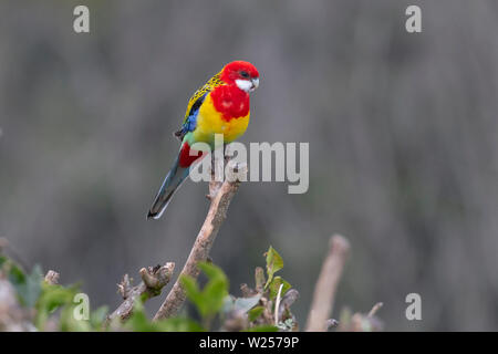 Eastern Rosella Juin 1st, 2019 Terre promise en retraite près de Bellingen, Australie Banque D'Images