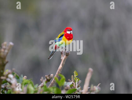 Eastern Rosella Juin 1st, 2019 Terre promise en retraite près de Bellingen, Australie Banque D'Images