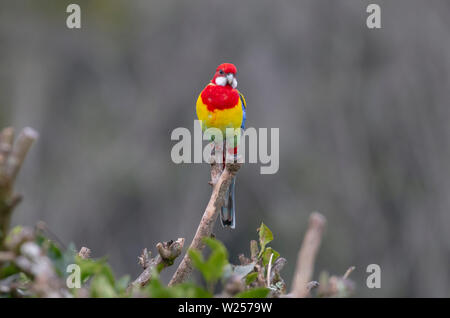 Eastern Rosella Juin 1st, 2019 Terre promise en retraite près de Bellingen, Australie Banque D'Images