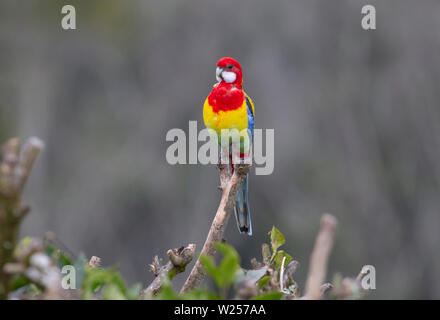 Eastern Rosella Juin 1st, 2019 Terre promise en retraite près de Bellingen, Australie Banque D'Images