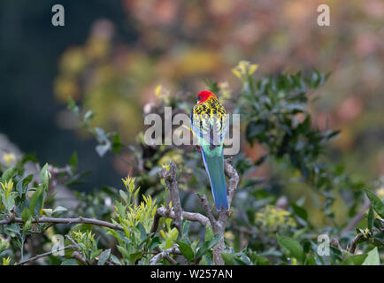 Eastern Rosella Juin 1st, 2019 Terre promise en retraite près de Bellingen, Australie Banque D'Images