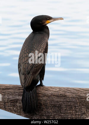 Grand Cormoran 12 juin 2019 Centennial Park, Sydney, Australie Banque D'Images