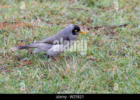 Noisy Miner 12 juin 2019 Centennial Park, Sydney, Australie Banque D'Images