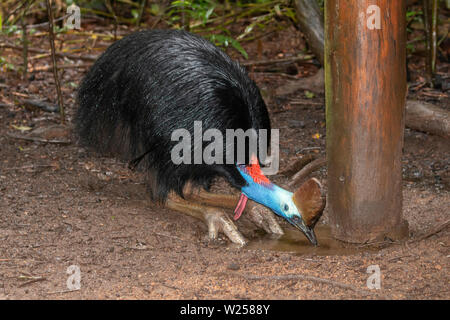 Casoar Sud Juin 9th, 2019 cabanes de forêt vierge, près de Tarzali, Australie Banque D'Images