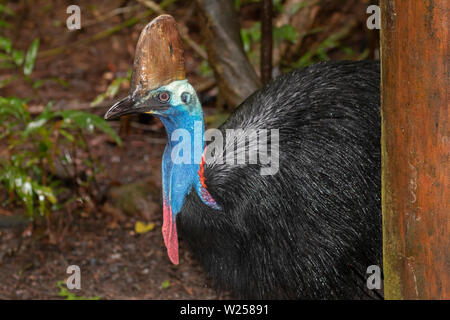 Casoar Sud Juin 9th, 2019 cabanes de forêt vierge, près de Tarzali, Australie Banque D'Images