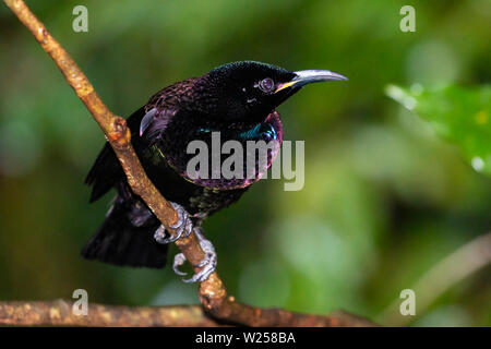 Victoria's Riflebird June 10th, 2019 de forêt vierge Treehouses, près de Tarzali, Australie Banque D'Images