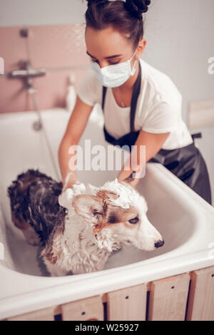 Lave-chien. Les jeunes travailleurs femme portant masque et tablier noir lave-chien dans une baignoire Banque D'Images