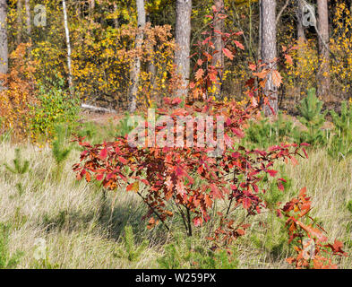 Jeune Arbre de chêne dans la forêt d'automne Banque D'Images