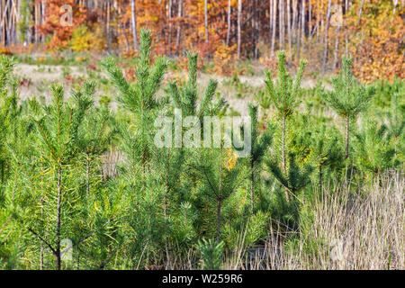 Rangées de jeunes plantations de pins en forêt d'automne closeup Banque D'Images