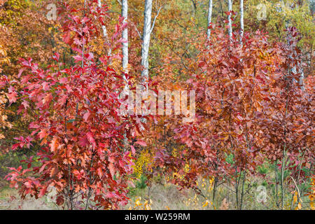 Jeune Arbre de chêne dans la forêt d'automne Banque D'Images