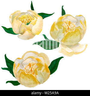 Aquarelle jaune dessiné à la main des pivoines japonais isolé sur fond blanc. Illustration Raster. Pour la conception de décor de mariage, carte de souhaits Banque D'Images