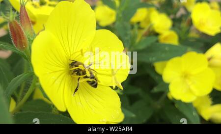 Macro d'abeille venant butiner dans les champs de tournesol Banque D'Images