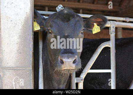Heidelberg, Allemagne : Aberdeen Angus noir cattles coller la tête par des barres de fer et looking at camera in animal stable Banque D'Images