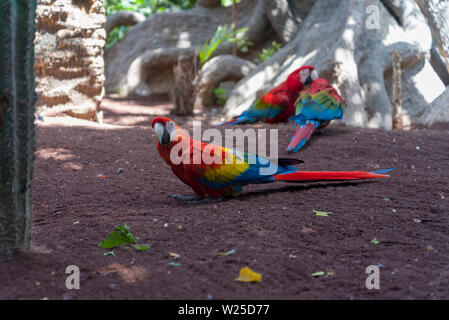 Macaw, marche sur le terrain, le rouge et le beau perroquet. Oiseau rare. Banque D'Images