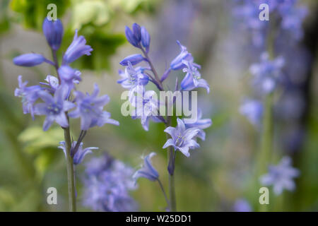 Bluebells poussant dans un jardin de campagne anglais, comté de Durham, Angleterre Banque D'Images