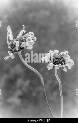 Deux mourir Ox Eye daisies, Leuchanthemum vulgare, préparée à partir de l'explosion d'une verge et photographié dans un studio. Photographie numérique noir et blanc. Dorset Banque D'Images