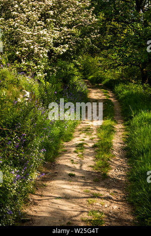 UK, Cumbria, Sedbergh, Settlebeck Gill, Jubilee Woods, sentier bordé de fleurs sauvages au début de l'été Banque D'Images