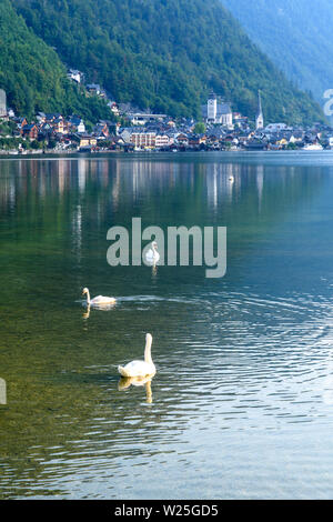 Vue de la ville de Hallstatt alpin sur la rive d'un lac de montagne au coucher du soleil. Cygnes dans l'avant-plan Banque D'Images