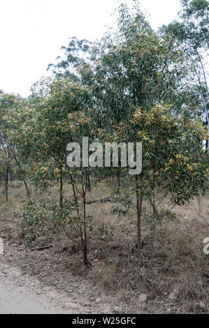 Un arbre de mimosa d'argent du Queensland avec fleurs jaunes dans la forêt tropicale du Parc National de Carnarvon Gorge dans le Queensland central highlands en Aust Banque D'Images