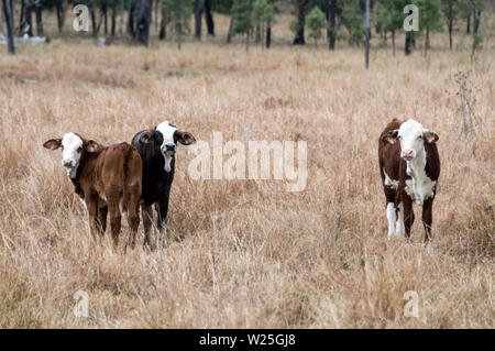 Un troupeau de Brahman le pâturage dans le pays au sein de l'élevage de boeuf Carnarvon National Park dans les hautes terres du centre du Queensland, Australie. Banque D'Images