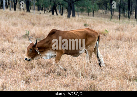 Une vache de Brahman le pâturage dans le pays au sein de l'élevage de boeuf Carnarvon National Park dans les hautes terres du centre du Queensland, Australie. Banque D'Images