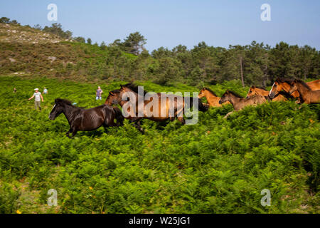 Les villageois de chevaux sauvages pour leur assemblée annuelle RAPA DAS BESTAS (Maîtrise des bêtes) festival le 5 juillet 2019 dans les collines au-dessus de Sabucedo, Espagne. Pendant plus de 400 ans, festival qui dure quatre jours, les chevaux sauvages sont arrondis et cloué au sol à la main pour avoir leur crinière et queue sectionnée. Credit : Diogo Baptista Banque D'Images
