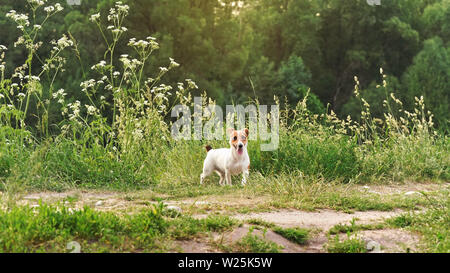 Petit Jack Russell Terrier jouant sur grass meadow, looking at camera, sa langue, coucher de soleil à distance sur des arbres à l'arrière-plan Banque D'Images