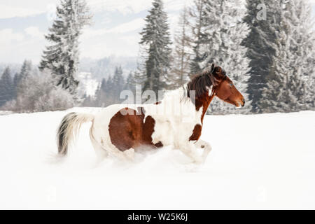 Cheval brun et blanc, race Warmblood slovaque, courir sur la neige, les arbres flous et montagnes en arrière-plan Banque D'Images