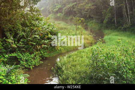 Matin calme dans la jungle africaine, rainforest avec petite rivière. Feuillage vert dynamique - la plupart d'elle endémique à Madagascar. Banque D'Images