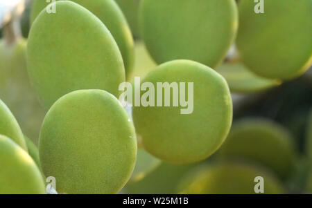 Vert épais de feuilles succulentes Xerosicyos danguyi - également connu sous le nom de Silver Dollar - plante qui pousse à Madagascar. La plupart de la flore est endémique sur cette île Banque D'Images