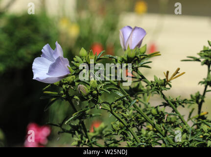 Close up of Althaea officinalis, ou Marsh Mallow fleur qui s'épanouit au printemps dans le jardin Banque D'Images