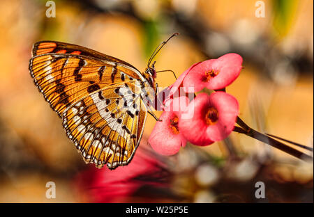 Vue latérale d'une orange et blanc papillon Joker tachetée (Byblia ilithyia) perchée sur une couronne d'Épines (Euphorbia milii) avec ses ailes fermées Banque D'Images