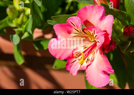 L'Alstroemeria Inticancha "Sunshine" des fleurs. United Kingdom Banque D'Images