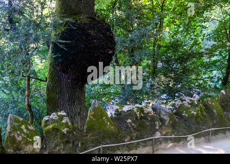 Fomes fomentarius énorme champignon ou l'amadou amadou, faux, champignon champignon sabot, Amadou conk, Amadou polypore, ice man, champignon poussant sur le tronc du saule avec Banque D'Images