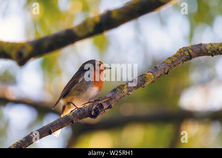 Un red robin ou Erithacus rubecula aux abords. Cet oiseau est un compagnon régulier lors des activités de jardinage. Banque D'Images