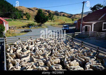 Moutons tondus récemment dans la région de stockyards de Battle Hill Farm, Pauatahanui, Wellington, Île du Nord, Nouvelle-Zélande Banque D'Images