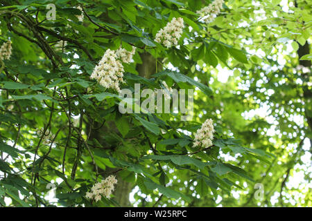 Close up de l'chestnutor esculus conker arbre (8-9) fleurissent dans sprin Banque D'Images